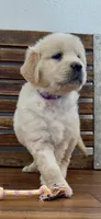 AKC  golden retriever light purple collar, a female Golden Retriever for sale in Modesto, CA – Photo 10 of 10