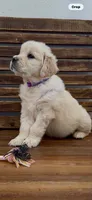 AKC  golden retriever light purple collar, a female Golden Retriever for sale in Modesto, CA – Photo 4 of 10