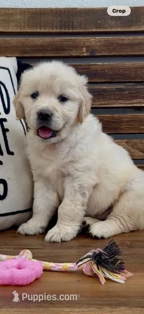 AKC  golden retriever light purple collar – Golden Retriever puppy for sale in Modesto, CA