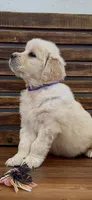 AKC  golden retriever light purple collar, a female Golden Retriever for sale in Modesto, CA – Photo 5 of 10