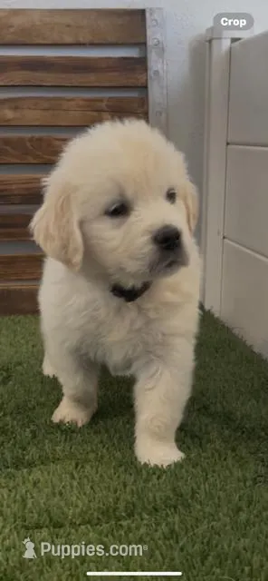 AKC golden retriever puppy green collar