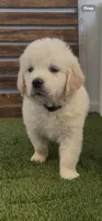 AKC golden retriever puppy green collar, a female Golden Retriever for sale in Modesto, CA – Photo 3 of 5