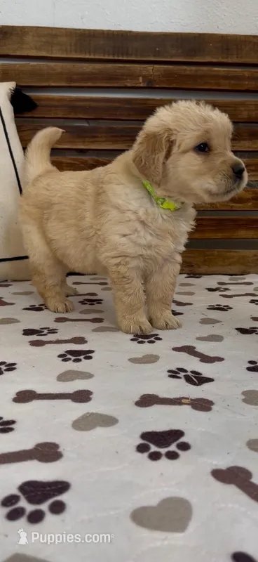 AKC golden retriever puppy lime green collar, a female Golden Retriever for sale in Merced, CA – Photo 1 of 2