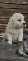 Golden retriever English Cream , a  Golden Retriever and English Cream Golden Retriever for sale in Modesto, CA – Photo 7 of 9