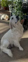 Golden retriever English Cream , a  Golden Retriever and English Cream Golden Retriever for sale in Modesto, CA – Photo 2 of 9