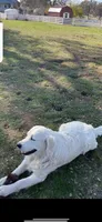 Golden retriever English Cream , a  Golden Retriever and English Cream Golden Retriever for sale in Modesto, CA – Photo 3 of 9