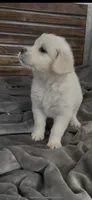Golden retriever English Cream , a  Golden Retriever and English Cream Golden Retriever for sale in Modesto, CA – Photo 6 of 9