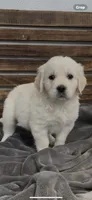 Golden retriever English Cream , a  Golden Retriever and English Cream Golden Retriever for sale in Modesto, CA – Photo 9 of 9