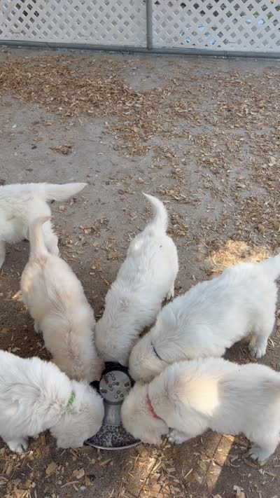 AKC light golden golden retriever female, a female Golden Retriever and English Cream Golden Retriever for sale in Modesto, CA – 2 of 5