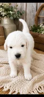 AKC Golden Retriever  puppy male, a male Golden Retriever for sale in Modesto, CA – 5 of 10
