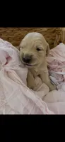 Golden retriever puppy female, a female Golden Retriever for sale in Modesto, CA – 3 of 10
