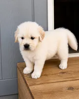 AKC golden retriever puppy male, a male Golden Retriever and English Cream Golden Retriever for sale in Modesto, CA – 3 of 5