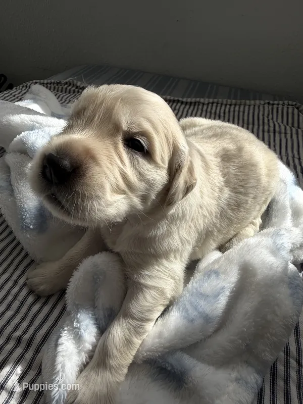 Golden retriever puppy light golden male – Golden Retriever puppy for sale in Modesto, CA