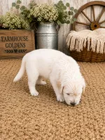 AKC Golden Retriever  puppy male, a male Golden Retriever for sale in Modesto, CA – 4 of 10