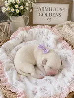 Golden Retriever cream light golden female, a female Golden Retriever and English Cream Golden Retriever for sale in Modesto, CA – 1 of 8