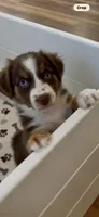 Australian shepherd red tri female , a female Australian Shepherd for sale in Modesto, CA – 1 of 7