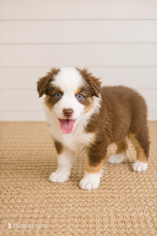 Australian shepherd red tri female  – Australian Shepherd puppy for sale in Modesto, CA
