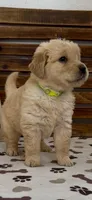 AKC Golden Retriever  green collar  female puppy , a female Golden Retriever and English Cream Golden Retriever for sale in Merced, CA – Photo 6 of 7