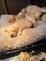 AKC Golden Retriever puppy 9, a female Golden Retriever and English Cream Golden Retriever for sale in Manteca, CA – Photo 3 of 6