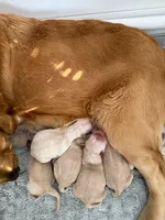 processed/c8a3f7f8-d701-4e71-9f40-843eb5ab00ae/listing/e7c87279-6488-43c2-a603-39ee5b851e14/26d68c7c-9b1b-42d1-80dd-ef1e50f6339a