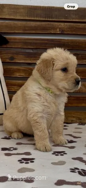 AKC Golden Retriever  green collar  female puppy , a female Golden Retriever and English Cream Golden Retriever for sale in Merced, CA – Photo 1 of 7
