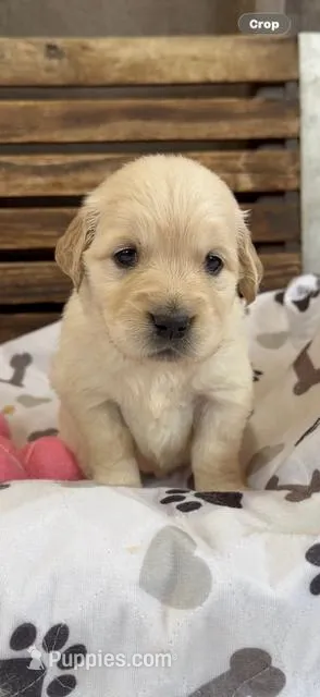 AKC Golden Retriever puppy 9