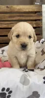 AKC Golden Retriever puppy 9, a female Golden Retriever and English Cream Golden Retriever for sale in Manteca, CA – Photo 1 of 6
