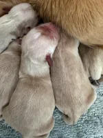 processed/c8a3f7f8-d701-4e71-9f40-843eb5ab00ae/listing/e7c87279-6488-43c2-a603-39ee5b851e14/3bcd67c7-fd9e-4e02-8a40-2570fa6429a2