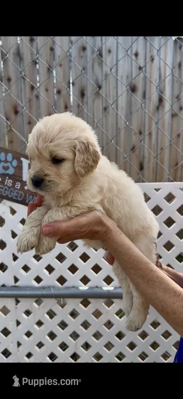 AKC Golden Retriever puppy 9
