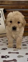 AKC Golden Retriever  green collar  female puppy , a female Golden Retriever and English Cream Golden Retriever for sale in Merced, CA – Photo 2 of 7