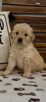 AKC Golden Retriever  green collar  female puppy , a female Golden Retriever and English Cream Golden Retriever for sale in Merced, CA – Photo 5 of 7