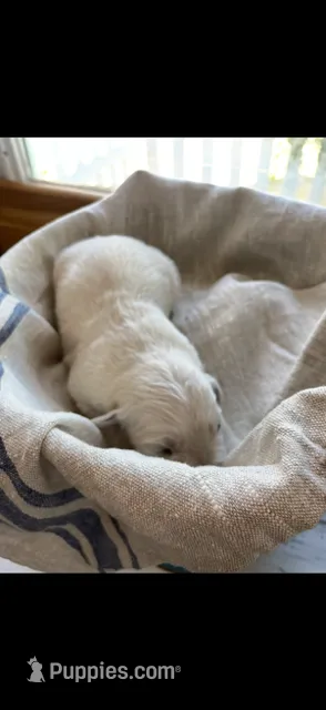 aKC Golden Retriever puppy 9