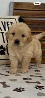 AKC Golden Retriever  green collar  female puppy , a female Golden Retriever and English Cream Golden Retriever for sale in Merced, CA – Photo 7 of 7