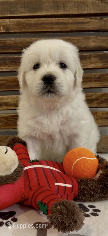 Golden Retriever light golden female  – Golden Retriever, English Cream Golden Retriever puppy for sale in Modesto, CA