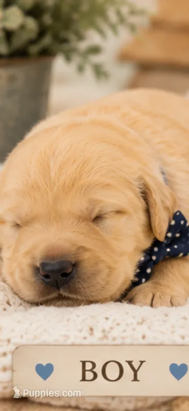 Golden Retriever light golden puppy – Golden Retriever puppy for sale in Modesto, CA