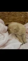Golden retriever puppy female, a female Golden Retriever for sale in Modesto, CA – 2 of 10