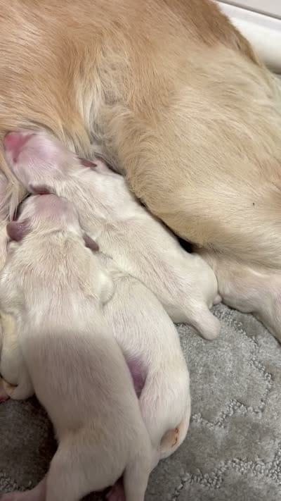 AKC golden retriever puppy English Cream female, a female Golden Retriever and English Cream Golden Retriever for sale in Modesto, CA – 10 of 10