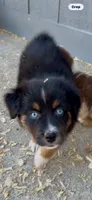 AKC Australian shepherd black tri male, a male Australian Shepherd for sale in Modesto, CA – 3 of 4