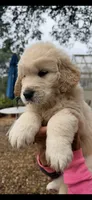 AKC honey golden retriever puppy , a  Golden Retriever for sale in Modesto, CA – 8 of 9