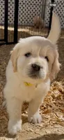 Golden retriever puppy x light golden male, a male Golden Retriever and English Cream Golden Retriever for sale in Modesto, CA – 2 of 10