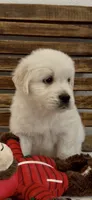 Golden Retriever light golden female , a female Golden Retriever and English Cream Golden Retriever for sale in Modesto, CA – 2 of 4