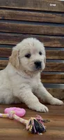 AKC Golden Retriever female pink    collar, a female Golden Retriever and English Cream Golden Retriever for sale in Modesto, CA – Photo 7 of 8