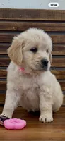 AKC Golden Retriever female pink    collar, a female Golden Retriever and English Cream Golden Retriever for sale in Modesto, CA – Photo 5 of 8
