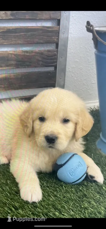 AKC Golden Retriever female light green collar, a female Golden Retriever and English Cream Golden Retriever for sale in Merced, CA – Photo 1 of 4