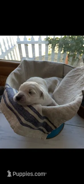 AKC Golden Retriever male  4