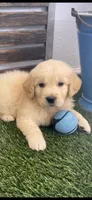 AKC Golden Retriever female light green collar, a female Golden Retriever and English Cream Golden Retriever for sale in Merced, CA – Photo 2 of 4