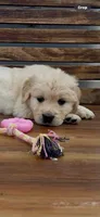 AKC Golden Retriever female pink    collar, a female Golden Retriever and English Cream Golden Retriever for sale in Modesto, CA – Photo 4 of 8