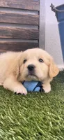 AKC Golden Retriever female light green collar, a female Golden Retriever and English Cream Golden Retriever for sale in Merced, CA – Photo 3 of 4