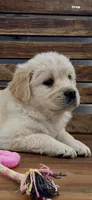 AKC Golden Retriever female pink    collar, a female Golden Retriever and English Cream Golden Retriever for sale in Modesto, CA – Photo 3 of 8