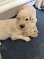 Golden retriever puppy light golden Christmas litter, a  Golden Retriever for sale in Modesto, CA – 3 of 8